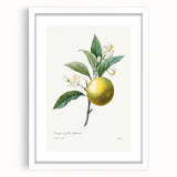 Neoclassical Botanical Print: Orange Tree by Redouté - Elegant Floral Art