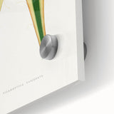 Romanticism Art: Yucca Filamentosa Leaf Illustration Canvas Print