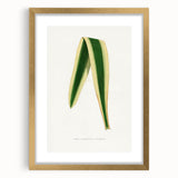 Romanticism Art: Yucca Filamentosa Leaf Illustration Canvas Print