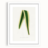 Romanticism Art: Yucca Filamentosa Leaf Illustration Canvas Print
