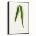 Romanticism Art: Yucca Filamentosa Leaf Illustration Canvas Print