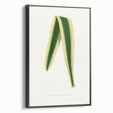 Romanticism Art: Yucca Filamentosa Leaf Illustration Canvas Print