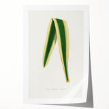 Romanticism Art: Yucca Filamentosa Leaf Illustration Canvas Print