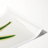 Romanticism Art: Yucca Filamentosa Leaf Illustration Canvas Print