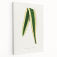 Romanticism Art: Yucca Filamentosa Leaf Illustration Canvas Print
