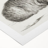 Famous Romantic Era Art: Brush Turkey - Historical Romantic Art Print