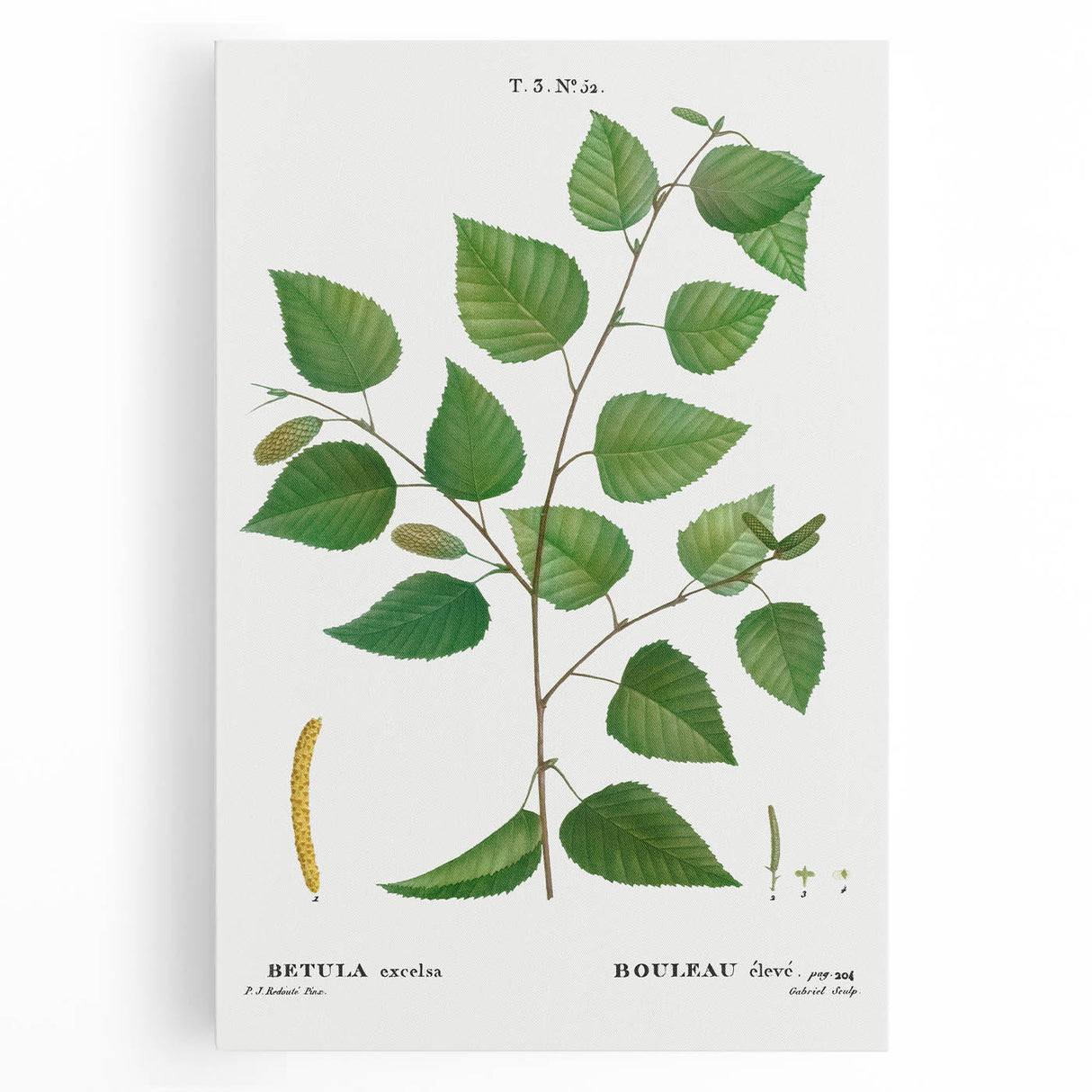 Neoclassical Art Print: Betula Excelsa - Elegant Botanical Wall Art