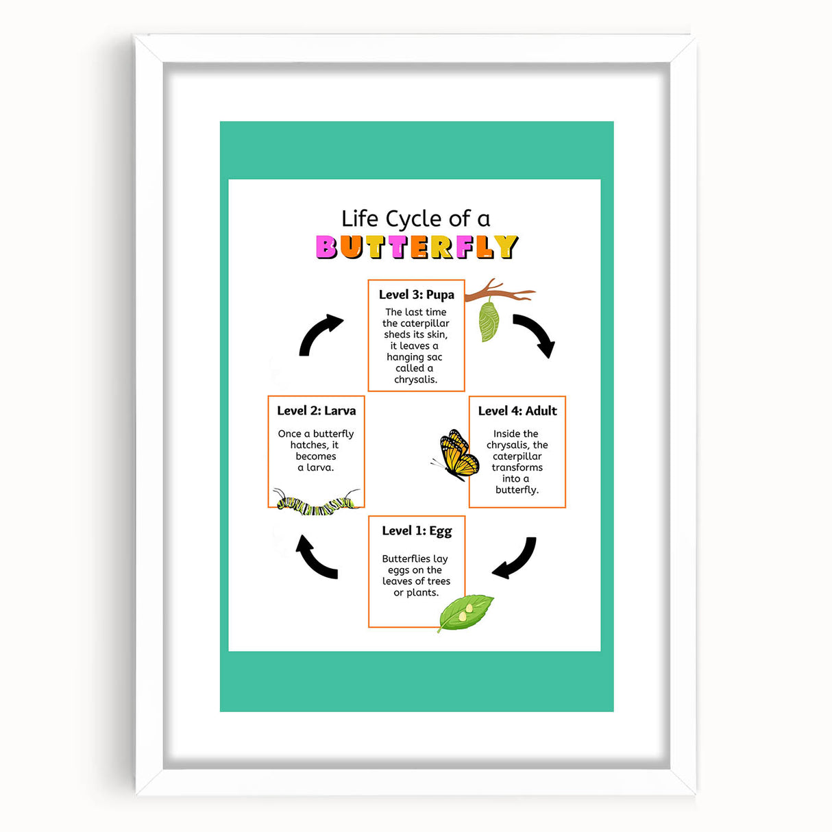 Kids Educational Wall Art - Life Cycle of a Butterfly Poster