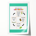 Kids Educational Wall Art - Life Cycle of a Butterfly Poster