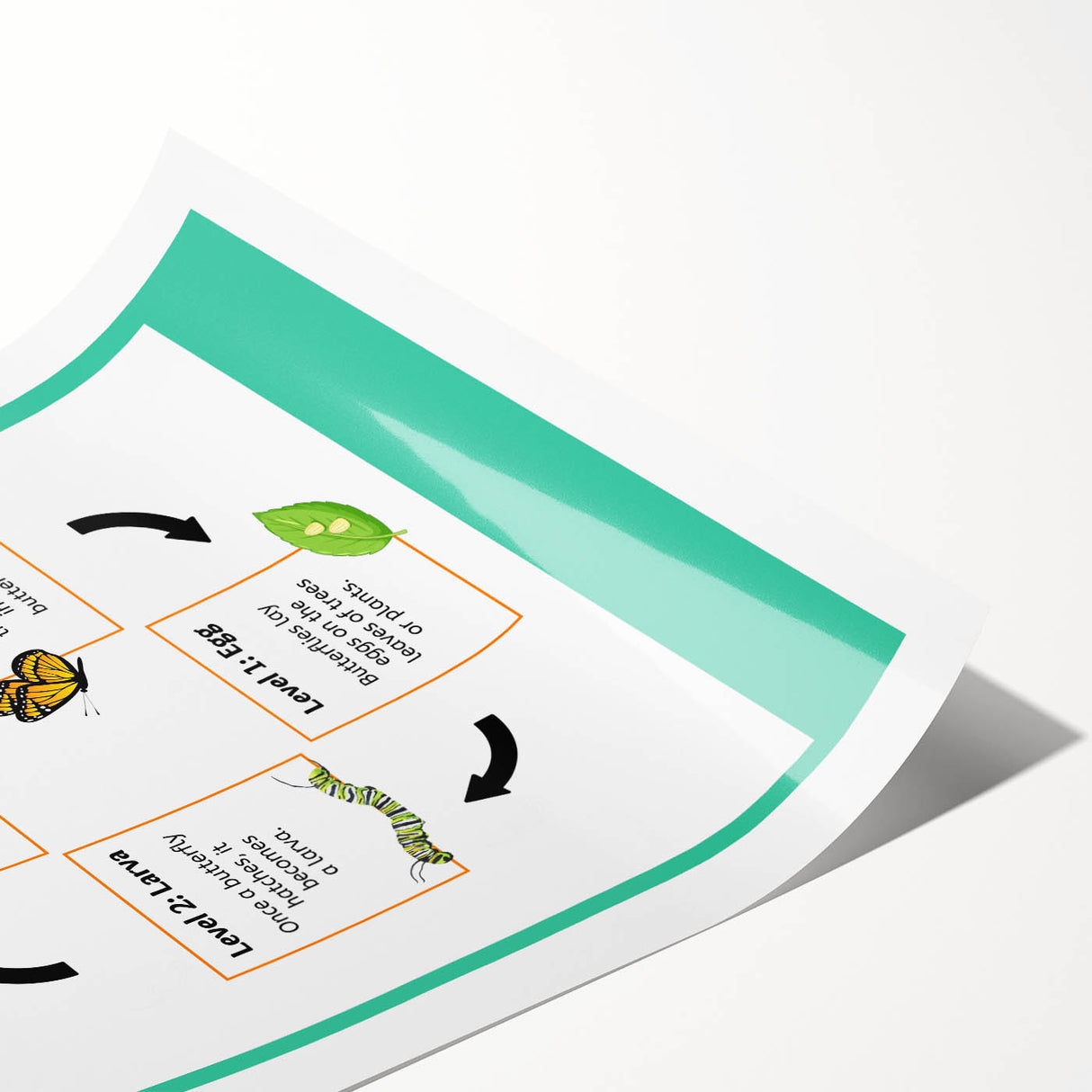 Kids Educational Wall Art - Life Cycle of a Butterfly Poster