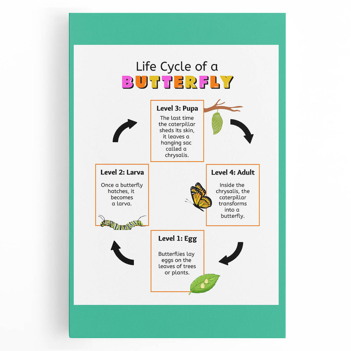 Kids Educational Wall Art - Life Cycle of a Butterfly Poster