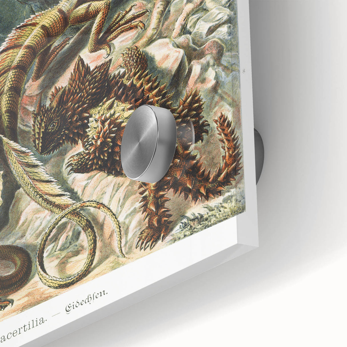Lacertilia Modern Wall Art – Intricate Natural History Decor