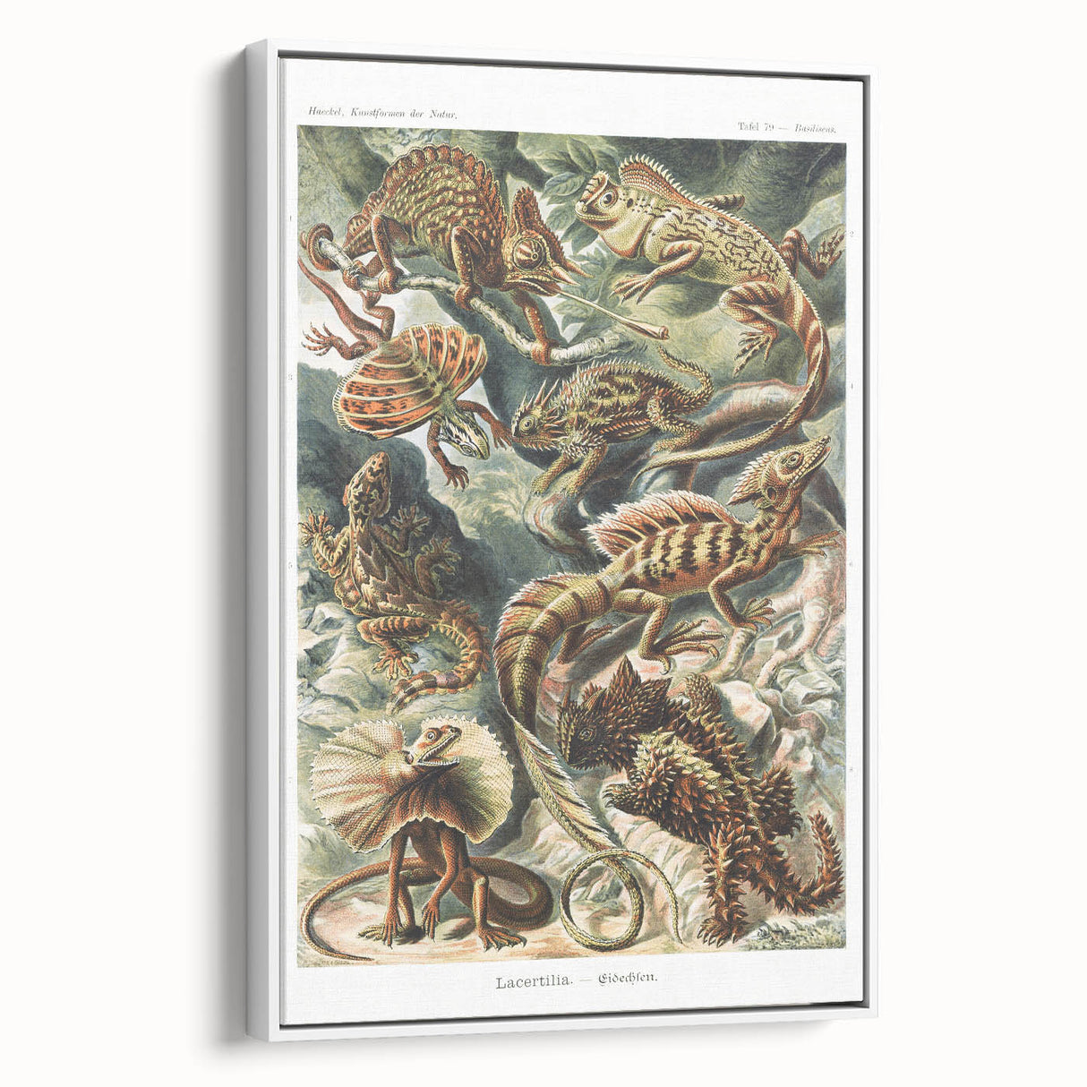 Lacertilia Modern Wall Art – Intricate Natural History Decor