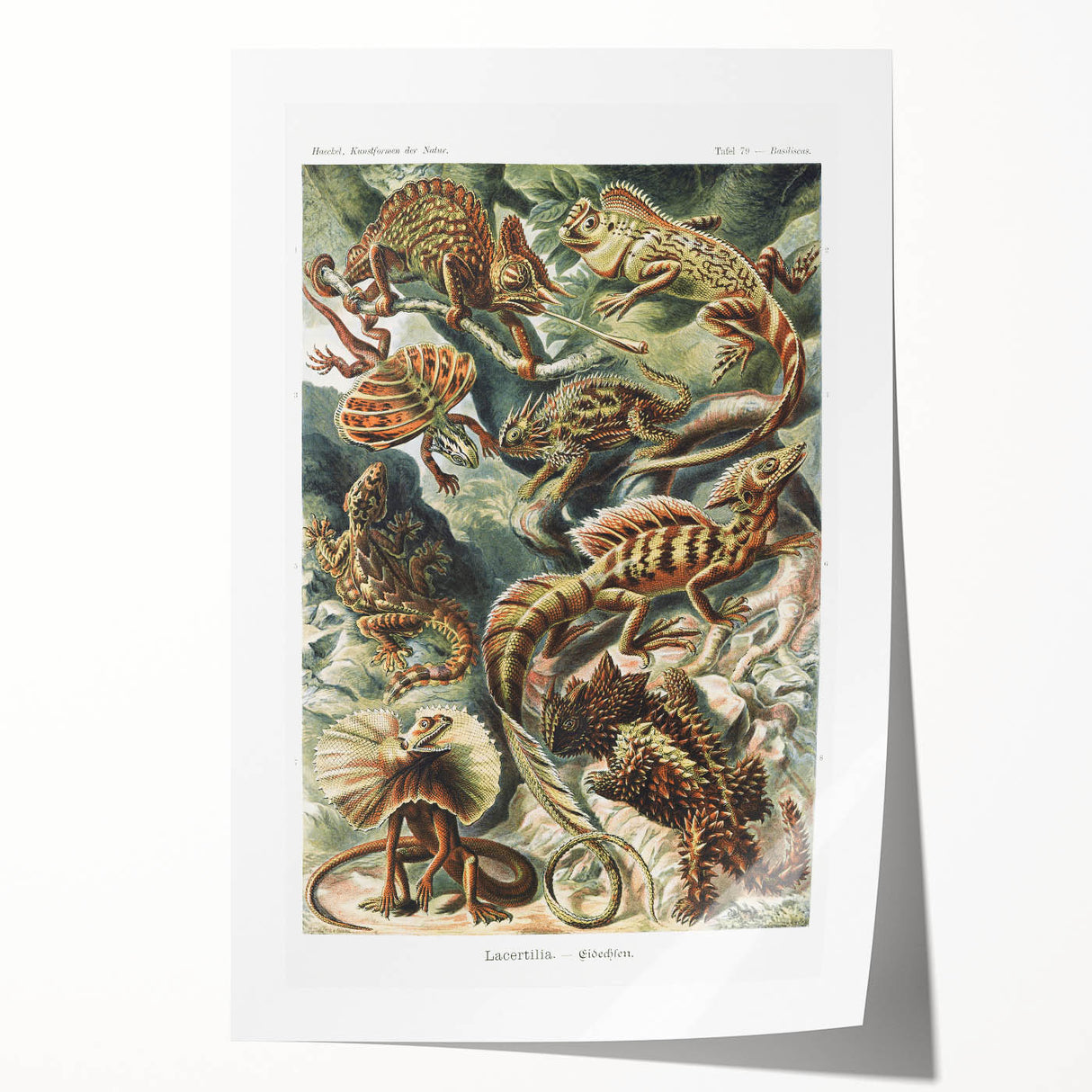 Lacertilia Modern Wall Art – Intricate Natural History Decor