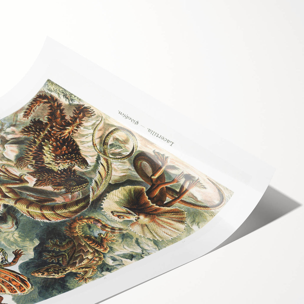 Lacertilia Modern Wall Art – Intricate Natural History Decor