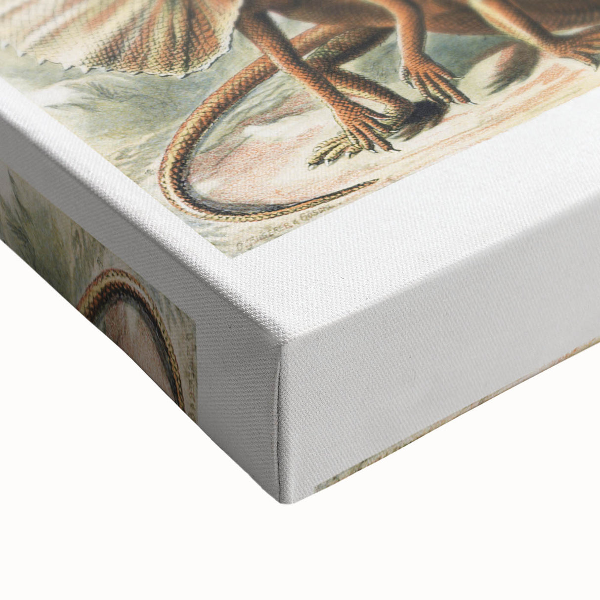 Lacertilia Modern Wall Art – Intricate Natural History Decor