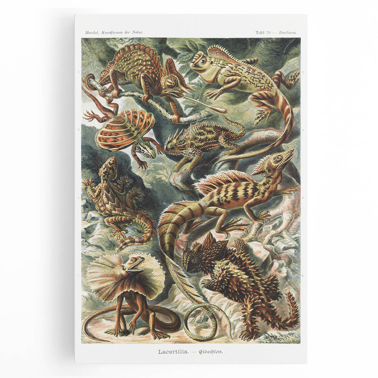 Lacertilia Modern Wall Art – Intricate Natural History Decor