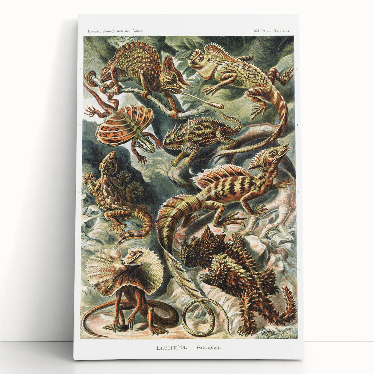 Lacertilia Modern Wall Art – Intricate Natural History Decor