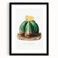 Romanticism Art: Bishop’s Cap Cactus Illustration Canvas Print
