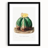 Romanticism Art: Bishop’s Cap Cactus Illustration Canvas Print