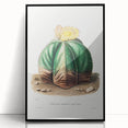 Romanticism Art: Bishop’s Cap Cactus Illustration Canvas Print