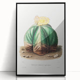 Romanticism Art: Bishop’s Cap Cactus Illustration Canvas Print