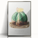 Romanticism Art: Bishop’s Cap Cactus Illustration Canvas Print