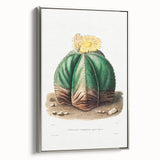Romanticism Art: Bishop’s Cap Cactus Illustration Canvas Print