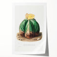 Romanticism Art: Bishop’s Cap Cactus Illustration Canvas Print