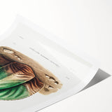 Romanticism Art: Bishop’s Cap Cactus Illustration Canvas Print