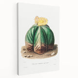 Romanticism Art: Bishop’s Cap Cactus Illustration Canvas Print