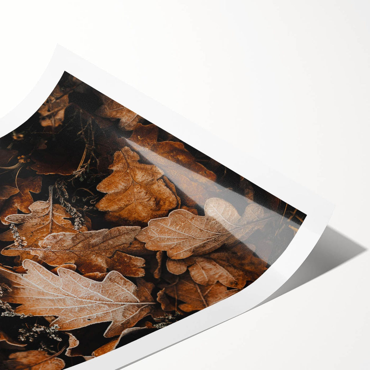Extra large rolled print featuring line art flowers in muted autumn hues, ideal for large living room wall art.
