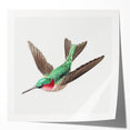 Modern Wall Art - Graceful Hummingbird Illustration with Vibrant Detail