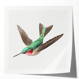 Modern Wall Art - Graceful Hummingbird Illustration with Vibrant Detail