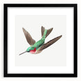 Modern Wall Art - Graceful Hummingbird Illustration with Vibrant Detail