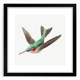 Modern Wall Art - Graceful Hummingbird Illustration with Vibrant Detail