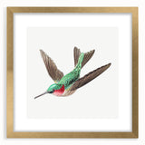 Modern Wall Art - Graceful Hummingbird Illustration with Vibrant Detail
