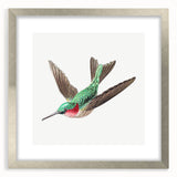 Modern Wall Art - Graceful Hummingbird Illustration with Vibrant Detail