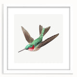 Modern Wall Art - Graceful Hummingbird Illustration with Vibrant Detail