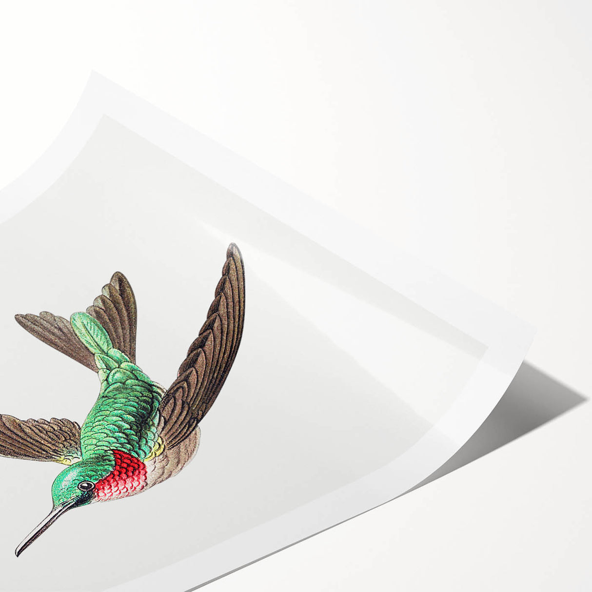 Modern Wall Art - Graceful Hummingbird Illustration with Vibrant Detail