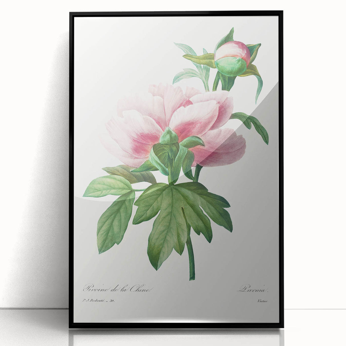 Neoclassical Art Print: Peony Flower - Elegant Botanical Wall Art