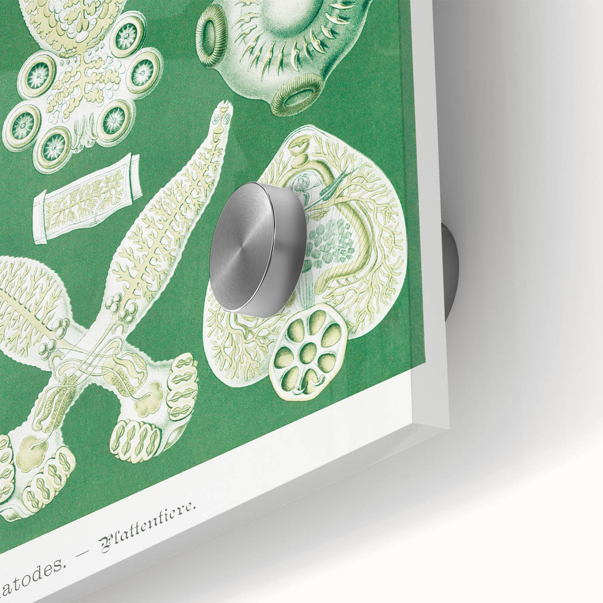 Platodes Modern Wall Art – Scientific Natural Illustration