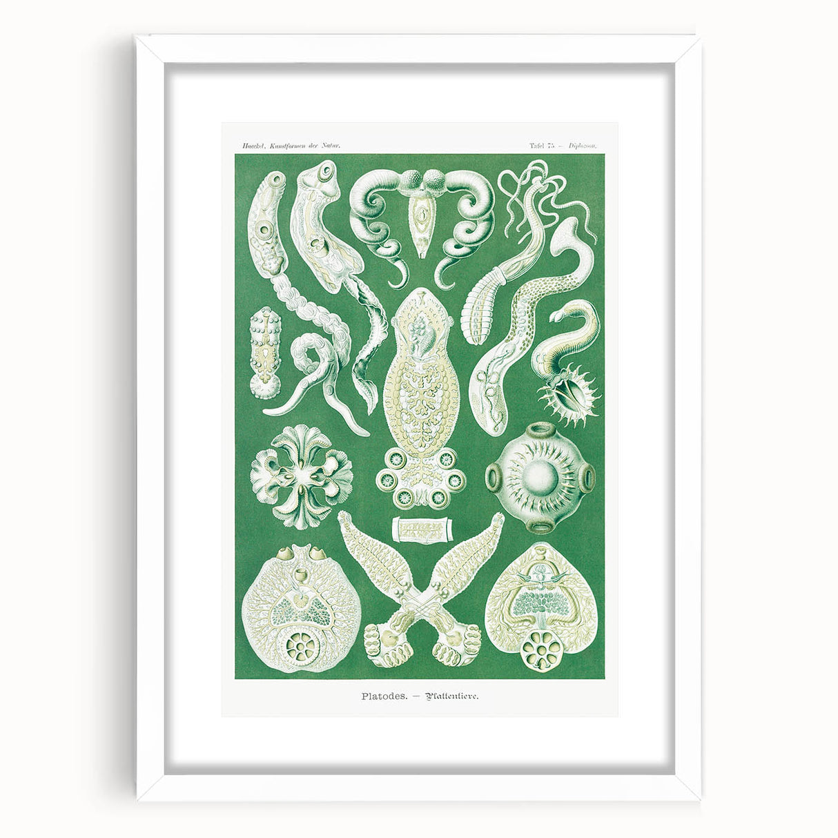 Platodes Modern Wall Art – Scientific Natural Illustration