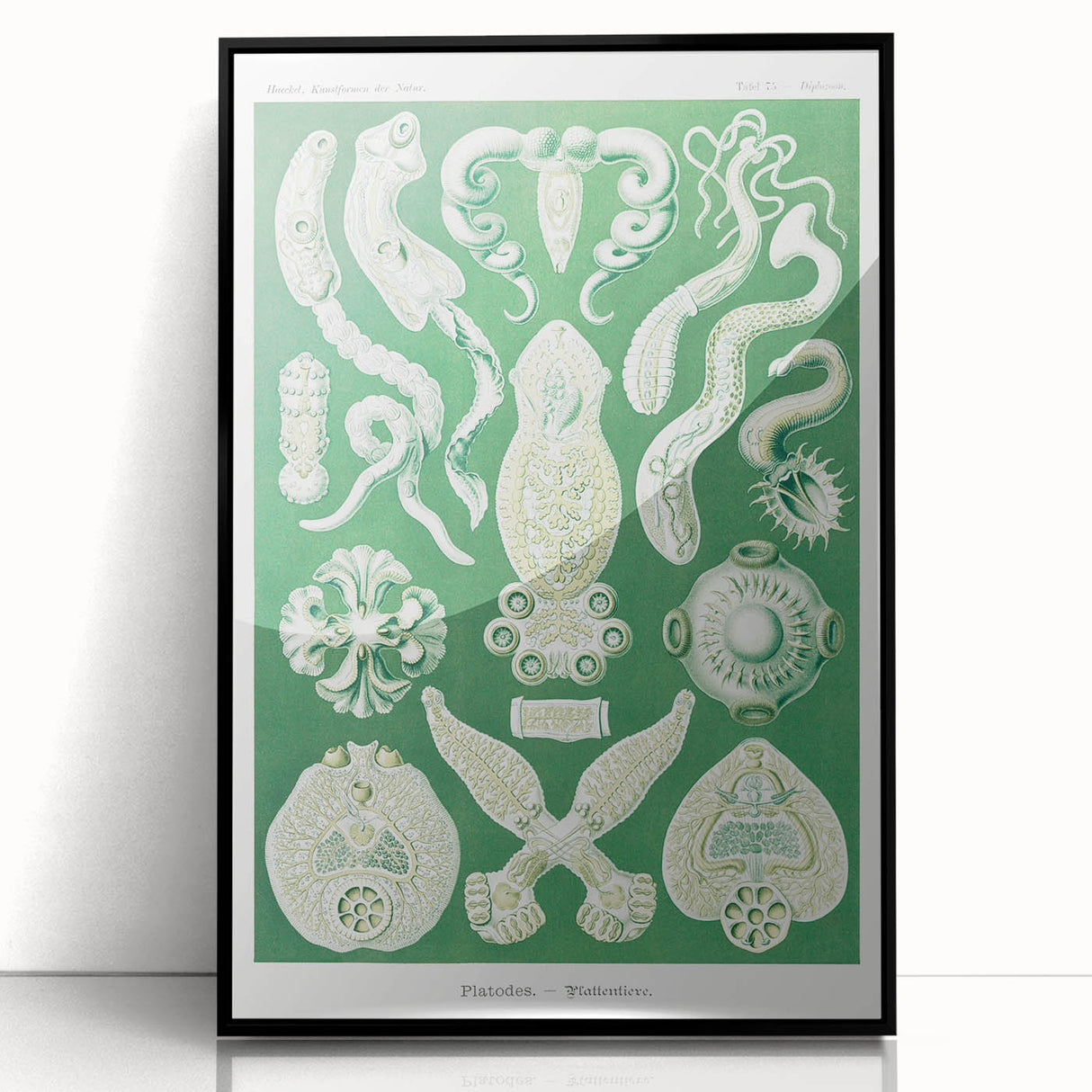 Platodes Modern Wall Art – Scientific Natural Illustration