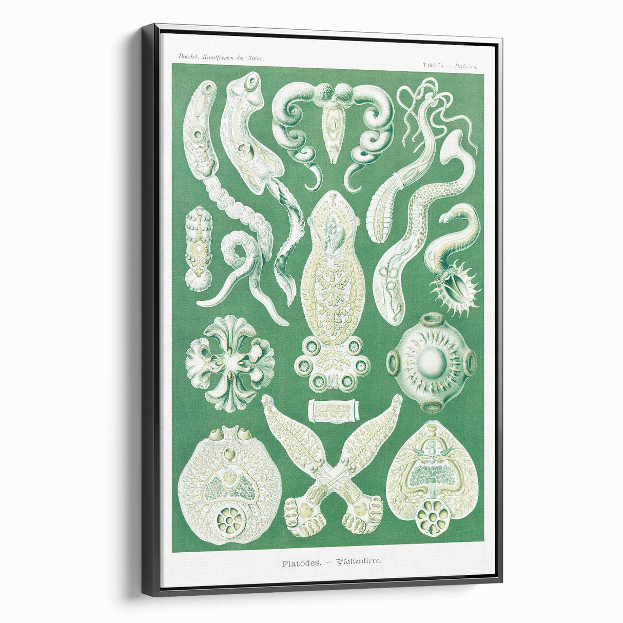 Platodes Modern Wall Art – Scientific Natural Illustration