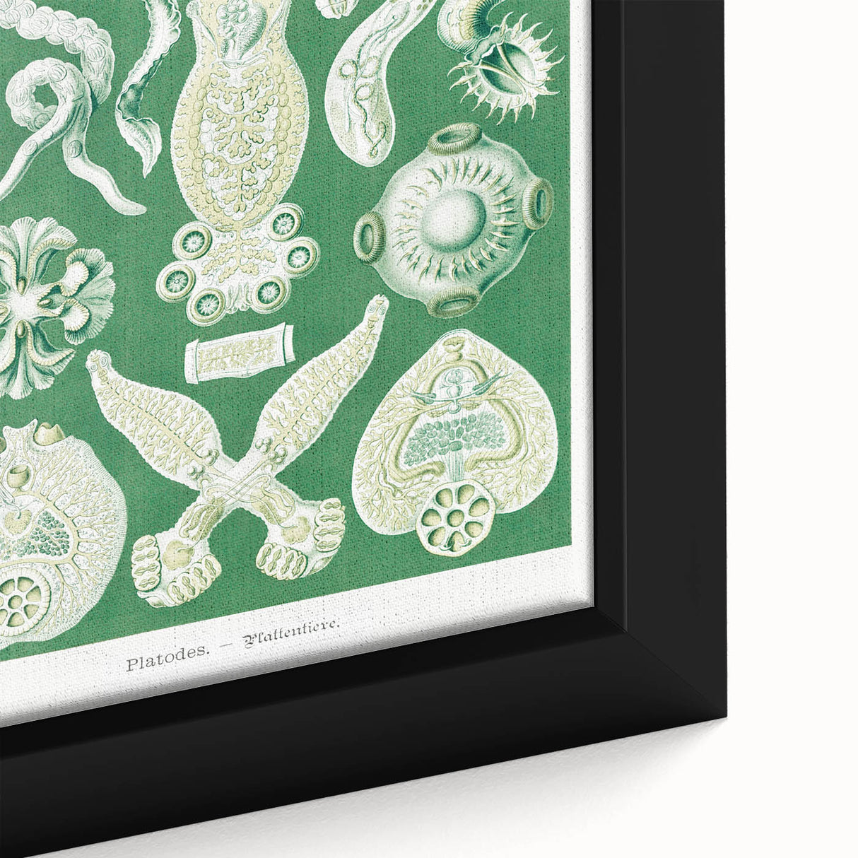 Platodes Modern Wall Art – Scientific Natural Illustration