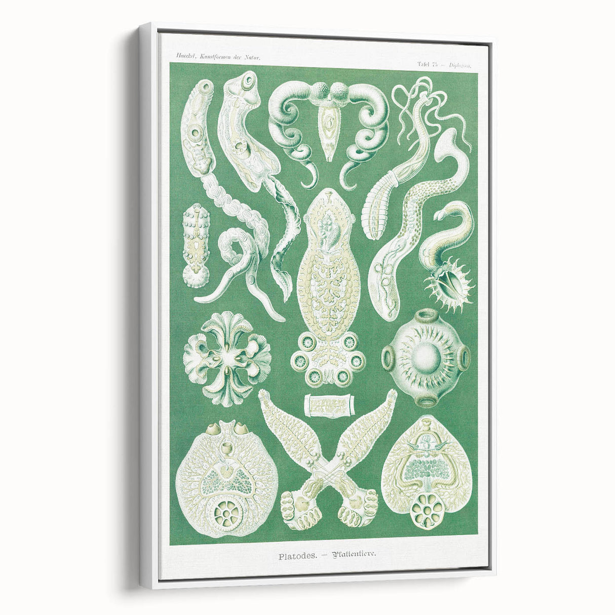 Platodes Modern Wall Art – Scientific Natural Illustration