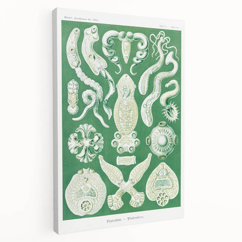 Platodes Modern Wall Art – Scientific Natural Illustration