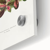 Romanticism Art: Alternanthera Leaf Botanical Canvas Print