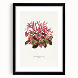 Romanticism Art: Alternanthera Leaf Botanical Canvas Print